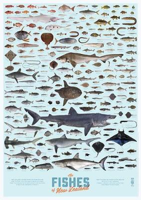FISHES OF NEW ZEALAND POSTER 638 - Image 2